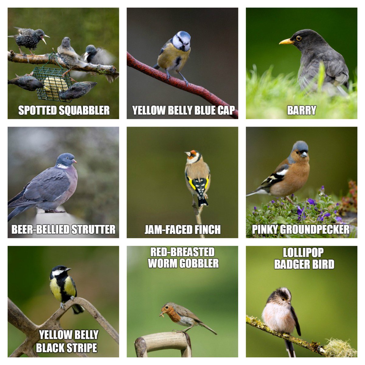 #BigGardenBirdwatch feedback means Top 10 garden birds are more intuitively renamed to help nation spot them