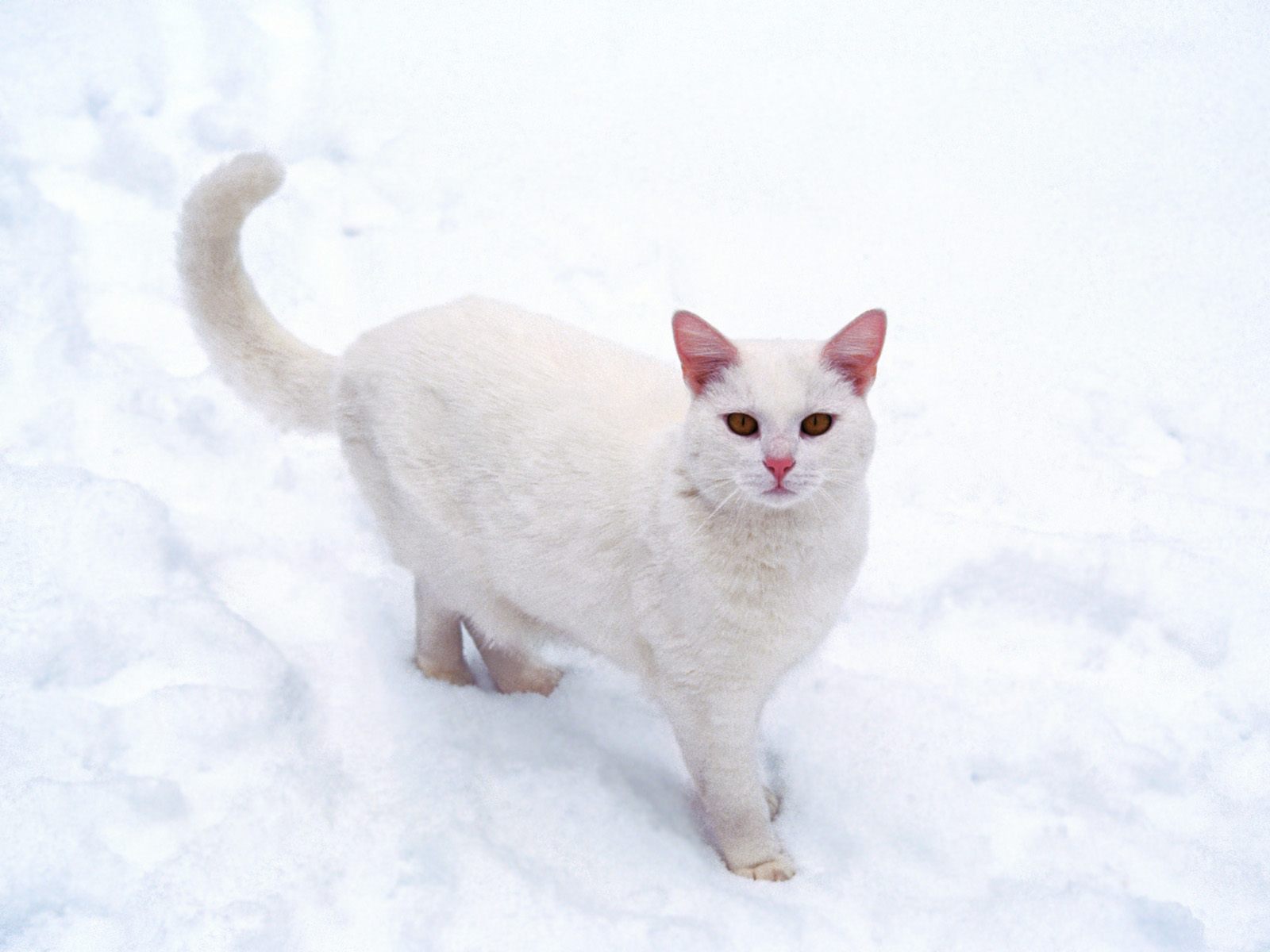 Cats rule the World! on Twitter: Cats rule the World! on Twitter: