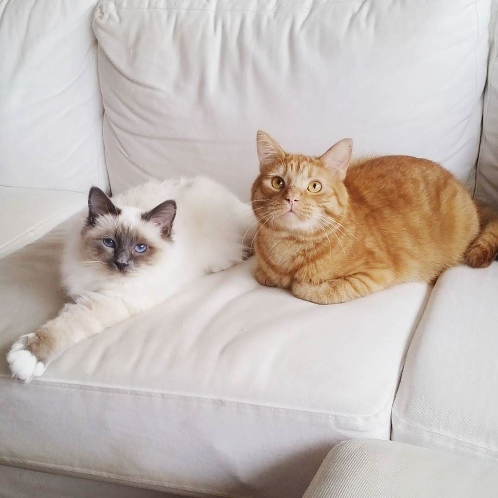 circlingsquare's tweet photo. Yay, it's Friday 😻 #furbrothers #catbrothers #birman #birmancat #birmankitten #birmancatsofinstagram #birmansofinst… https://t.co/bZo2qG8mwx