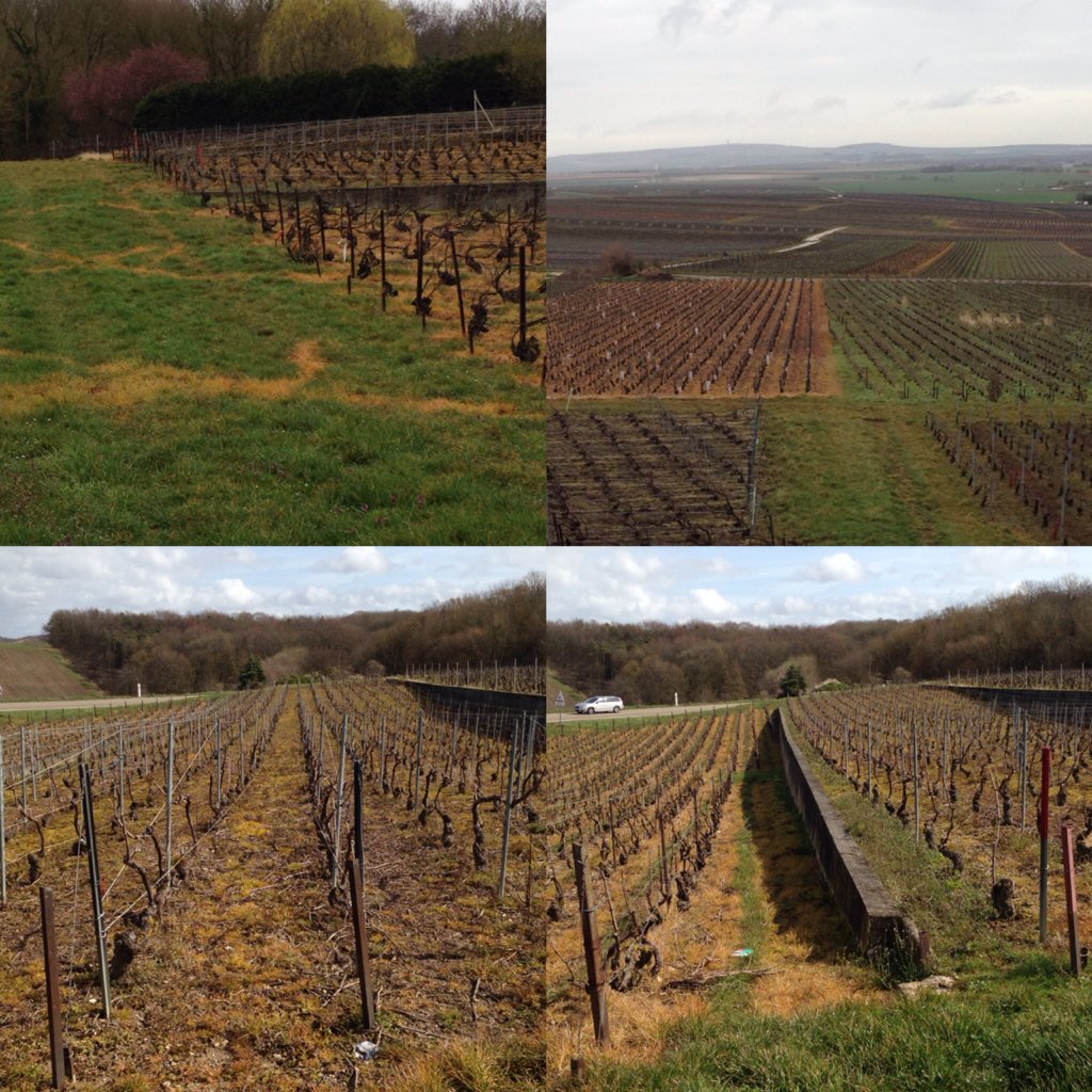 Breaking news : l'UNESCO retire son classement à la Champagne, trop peu d'effort dans le vignoble. #nopainnogain