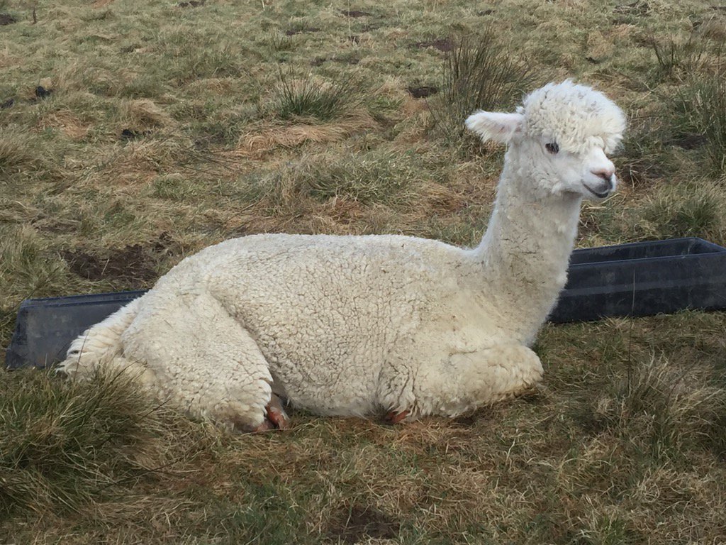 A pinch and a punch it's the first of the month! We don't have any white rabbits but here Thor a white alpaca