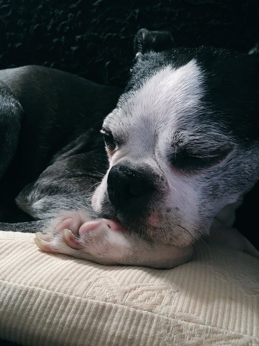 PoochieAndPemo tweet picture