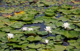 광교호수공원에 조용한 물숲, 향긋한 꽃섬에 와 보신적 있으세요?
새들의 여유로운 움직임과 물길의 평화로움을 경험하 실 수 있어요!
어제 광교호수공원 인공 섬에서 만난 새둥지와 알~~~~
 심장이 바운스...