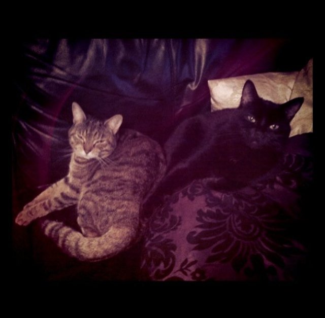 Pepitocat_'s tweet photo. This is me and my friend summer https://t.co/3zezxkeFKC
