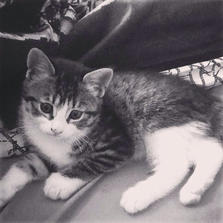 Pepitocat_'s tweet photo. RIP Micah 13th October 2015 https://t.co/Utx84NVmay