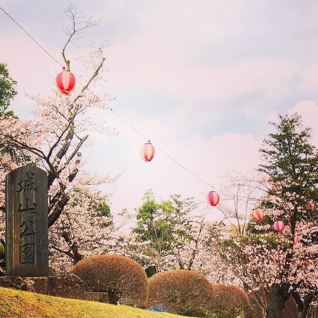 hal2300's tweet photo. 桜が咲いてきました(^^) https://t.co/HmOkWRtGEy https://t.co/BUsMVWCOfd