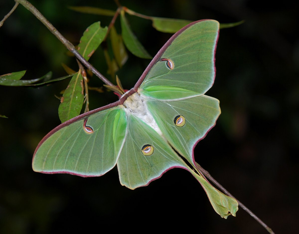 weird_sci's tweet photo. Luna moths have no mouths - they only eat during their caterpillar stage. https://t.co/m2C3fJfg3j