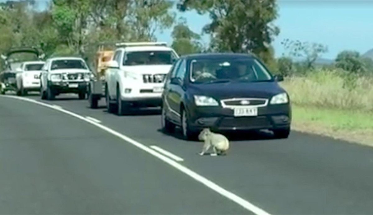 This koala DGAF that she created traffic and stopped everyone's morning commute. Whatevs. 😎  thedo.do/1RzQtbf