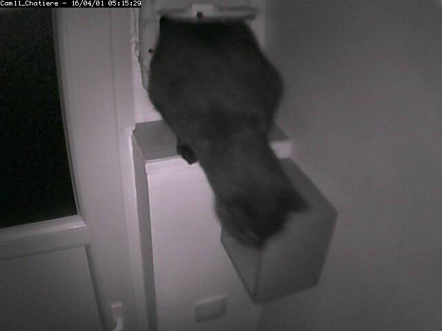 PepitoTheCat's tweet photo. Pépito is back home (05:15:30) https://t.co/WXsD8KTXxA