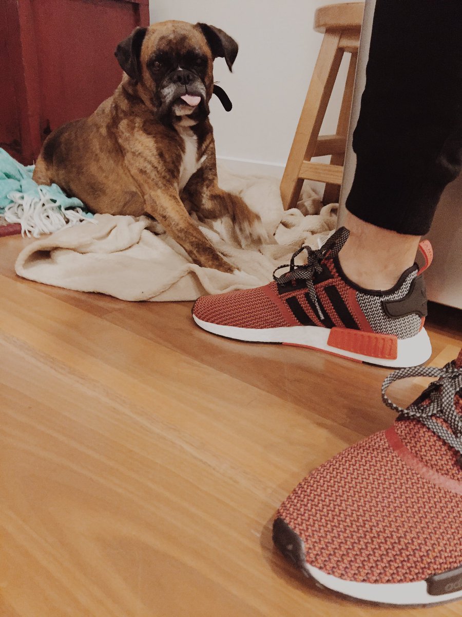 danzilber's tweet photo. Two of my favourite things... New kicks and Trix #NMD @adidasAU https://t.co/gl5YSoRH55