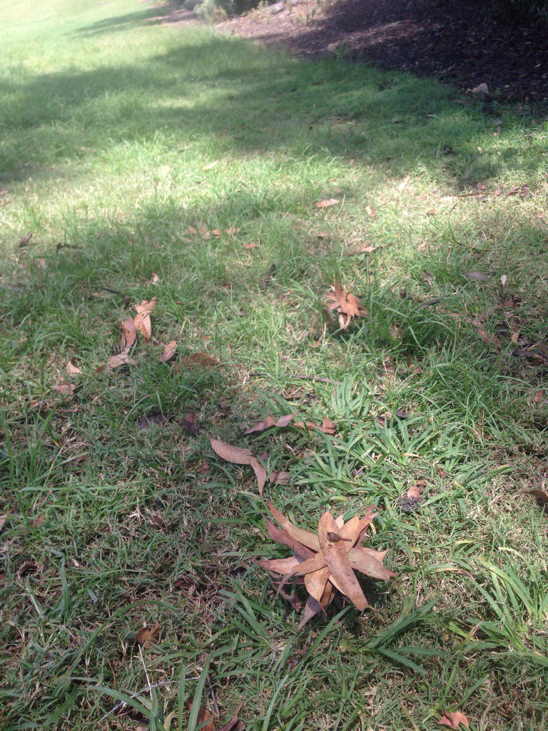 greened_kylie's tweet photo. Environmental art on the oval https://t.co/zN8FfyBkCI
