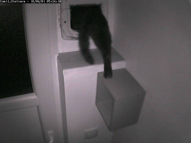 PepitoTheCat's tweet photo. Pépito is out (05:24:11) https://t.co/nDcm67SX3g