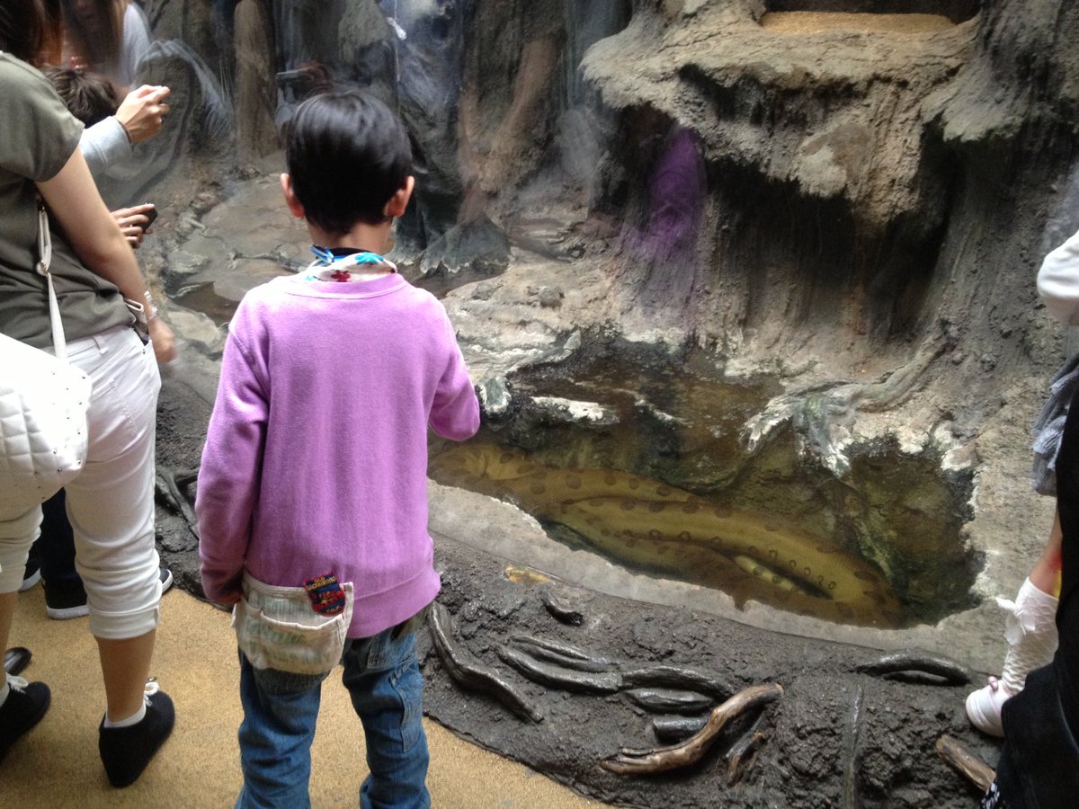 上野動物園 公式 على تويتر 神戸の須磨海浜水族園から 3月22日にオオアナコンダがやってきました 連日 たくさんの方が おそるおそる 見に来て下さってます 大きさは4m近く 太さは大人の男性の太ももより太いかも 両生爬虫類館飼育担当 T Co