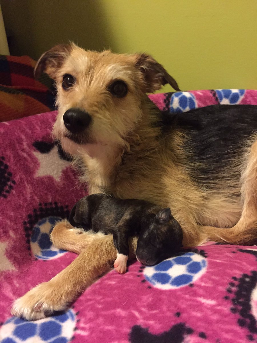 SarahLaudin's tweet photo. #spring brings new life; #puppy #babyONLY #singleton #longdistancedaddy #notababycalf #flyballpuppy #babybighead https://t.co/2GQVEme9Lk