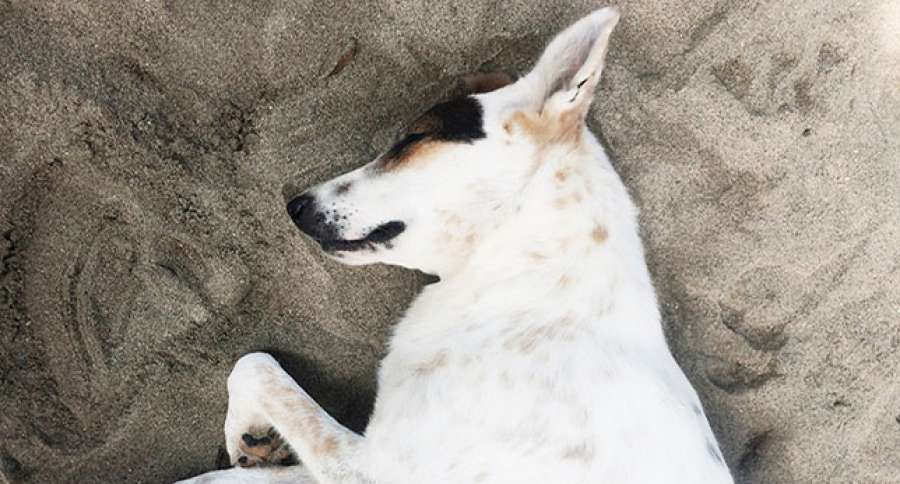 laSextaTV's tweet photo. Condenan a ocho meses de prisión a un hombre por matar a un perro a patadas en Santander https://t.co/QCiQeWV5Ze https://t.co/fXWno2nLlF