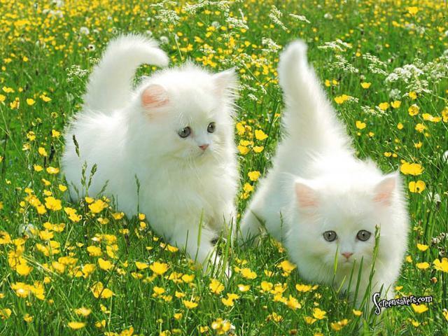 Cats rule the World! tweet media