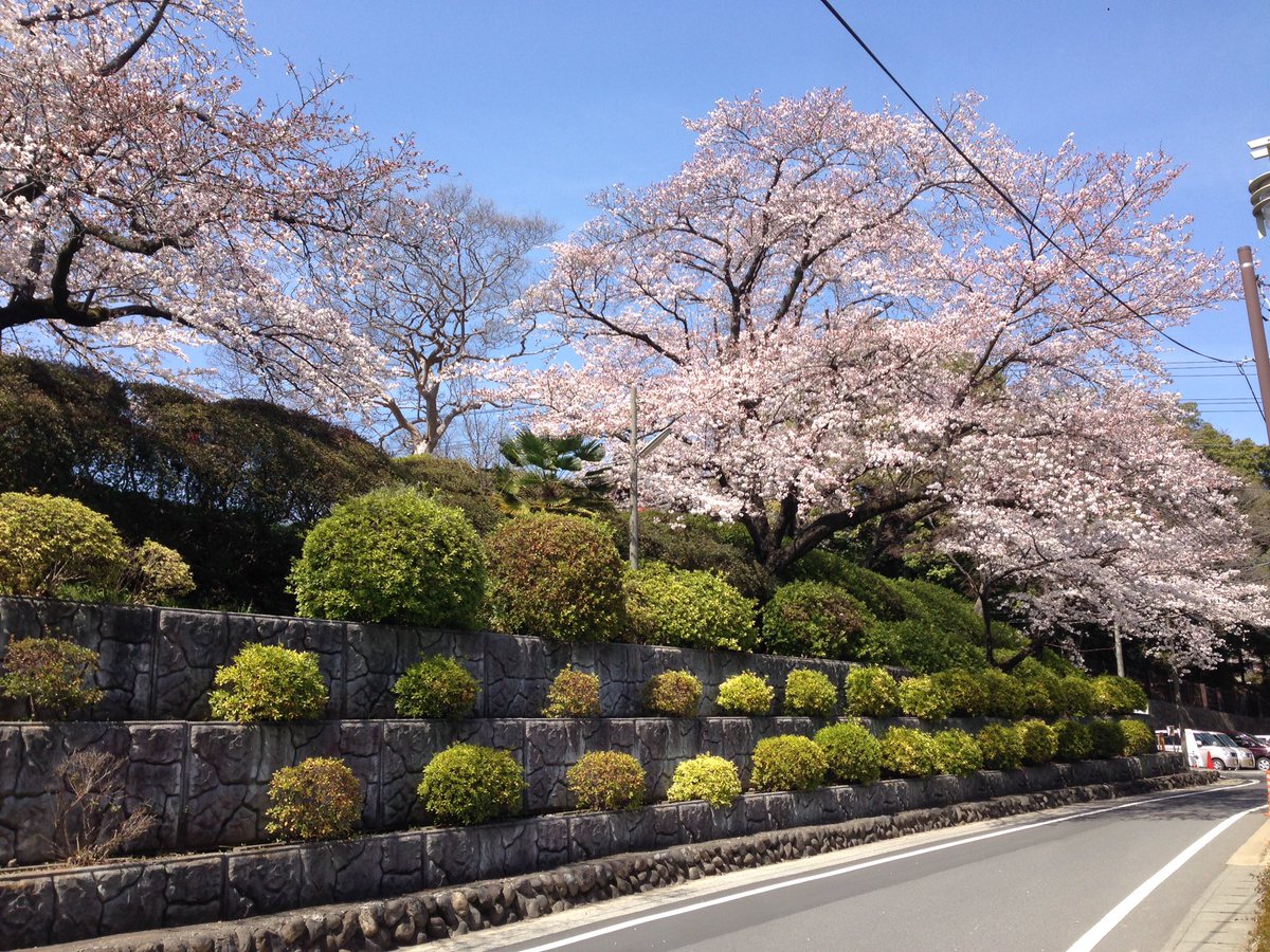 佐野市観光立市推進課 公式 V Twitter 佐野の花情報 桜 城山公園 佐野駅北側の城山公園では 桜が咲き始め 新たな年度を祝福しているようです 現在 公園全体で五分咲き程度 日曜から来週にかけては 絶好のお花見具合となりそうです 桜 佐野 城山公園