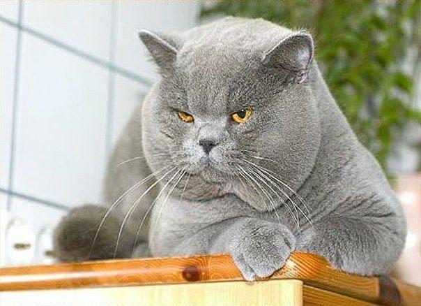 Mt89Tanya's tweet photo. - Доктор, что со мной? Последнее время часто слышу какой-то треск
- Это, милочка, от ваших желаний харя трескается!) https://t.co/OtuWTqcxSg