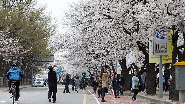 서울 여의도에서 열리는 봄꽃축제로 오는 3~11일 동안 일부 구간차량이 통제됩니다. 일부 구간은 24시간 양방향이 통제되니 확인하시기 바랍니다. news.sbs.co.kr/news/endPage.d…