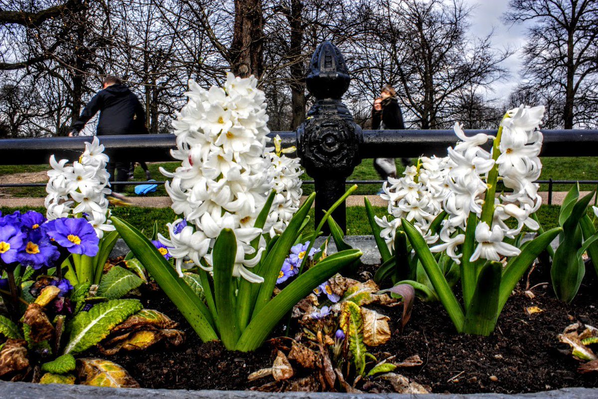 GeorgeMorina's tweet photo. #spring #photos from #HydePark &amp; #ParkLane ,#London #UnitedKingdom #photography © @GeorgeMorina. https://t.co/GfRJL4mJT1