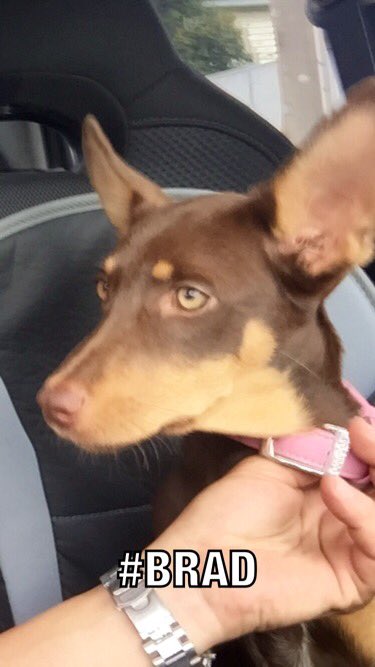 AllGd66's tweet photo. @TheHock11 @Thewizz06 @pdean42 you remind me of my KelpieDogBrad! #quickSmart #2smart #fastThinker #intelligent #yup https://t.co/jvroYzOyvs
