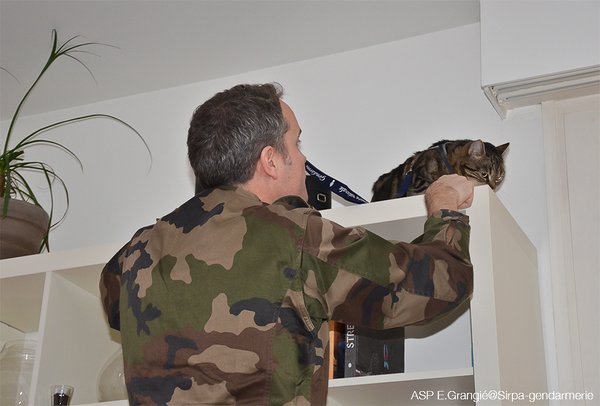 Gendarmerie's tweet photo. #Nouveau Voici Gigi, 1er #Chat renifleur #stups de brigade féline pour inspecter des lieux jusqu'ici inaccessibles 🐱 https://t.co/rUFCvHh8C5