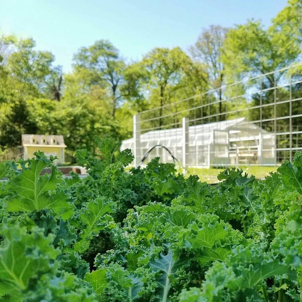 From the kale's point of view.
📷:@txmbirdie ift.tt/1q86qin