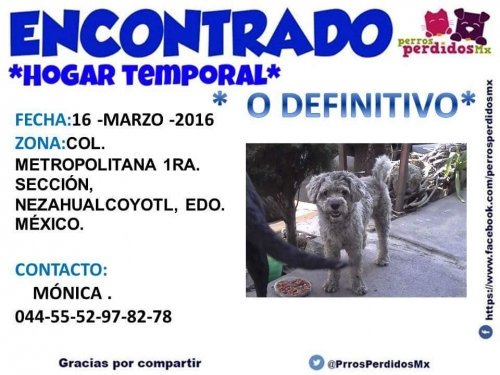AbandonadosZero's tweet photo. #maltes #poodle #encontrado #neza #EdomexInforma @NitinNeza @fellpudito @retioMEX #cola #enroscada https://t.co/ZKlZR6soev
