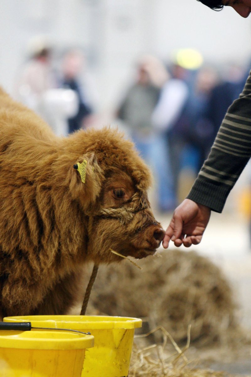 Just #12weeks until you can get THIS close to the country's finest (and cutest) ! #RHS2016 ow.ly/ZNWlT