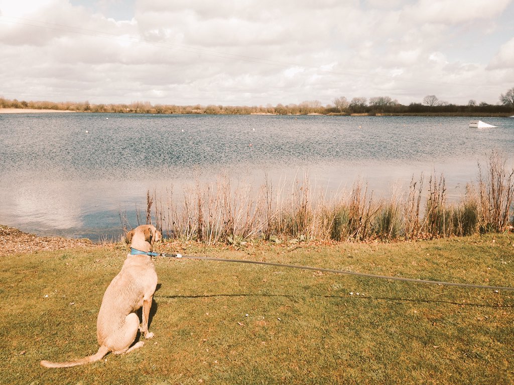 sheffieldvideo's tweet photo. We had a few days off at Easter to take our #rescuedog away to the #Cotswolds so many #dogfriendly things to do 🐾😊 https://t.co/YmXMpABcfr