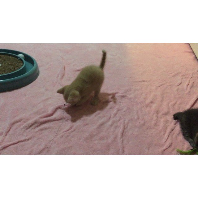 #cats