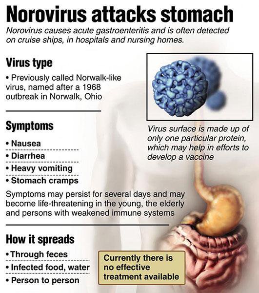 Норовирус как лечить. Норовирус. Гастроэнтерит норовирусной. Норовирус пути передачи. Пути заражения норовирусной инфекцией:.