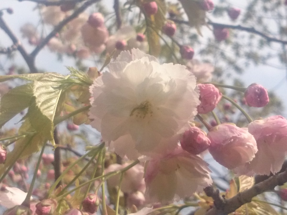 日本の桜 森町の桜 八重桜 松月 しょうげつ 名前の由来は葉が松 花が月 松の下から月をみる日本人の風流から 名前 がつけられた桜です 松月は京都の平野神社を代表する桜です 森町と京都がつながっています 開花は森町の公園では5月下旬です T Co