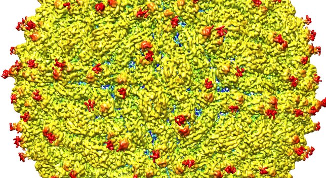 TecnoXplora's tweet photo. Desvelan la estructura del virus del Zika
https://t.co/ccmBzFRTtT https://t.co/Lj7O4NXlvw