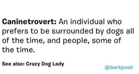 Hotelpitbullal's tweet image. #caninetrovert #hotelpitbull #doglover