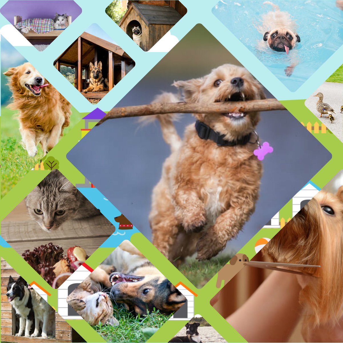 YappyDaysResort's tweet image. We are a luxury a resort and spa exclusively for pets
darwinescapes.co.uk/yappy-days-res…
#YappyDays