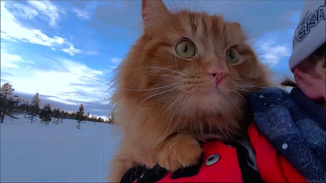 Hydra_Light's tweet photo. Exclusive Video: Watch Norway's "Skiing Cat" in Action https://t.co/l4ZpUWcrpc https://t.co/ge2cH7TqT2