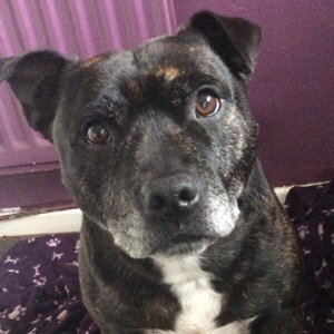 Max, 5 years old, is desperate for his forever home. He is a gorgeous boy, looking for love.