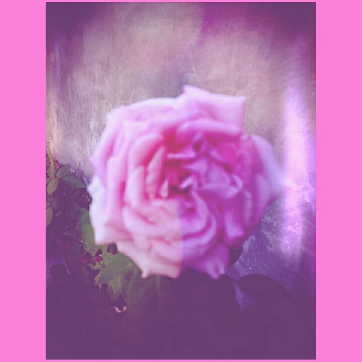 mikhalala's tweet photo. Pink 💞💞
#Roooseeee. 😍😍 https://t.co/MQNikd4Vl6