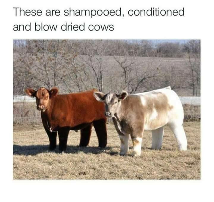 sophie_12345678's tweet photo. OMG this is actually cute ! 😂❤️💁🏽 #cute #cows #moo #shampooed #conditioned #aww #adorable https://t.co/LbMnO7jSse
