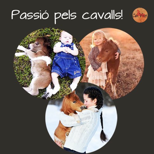@canvivet tweet media
