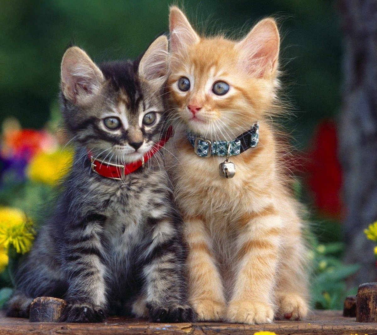 ElNawas1's tweet photo. Ohhhhhh.😀😀
It's very beateful.🐈
#animalesalpoder https://t.co/IkcK19mHAs