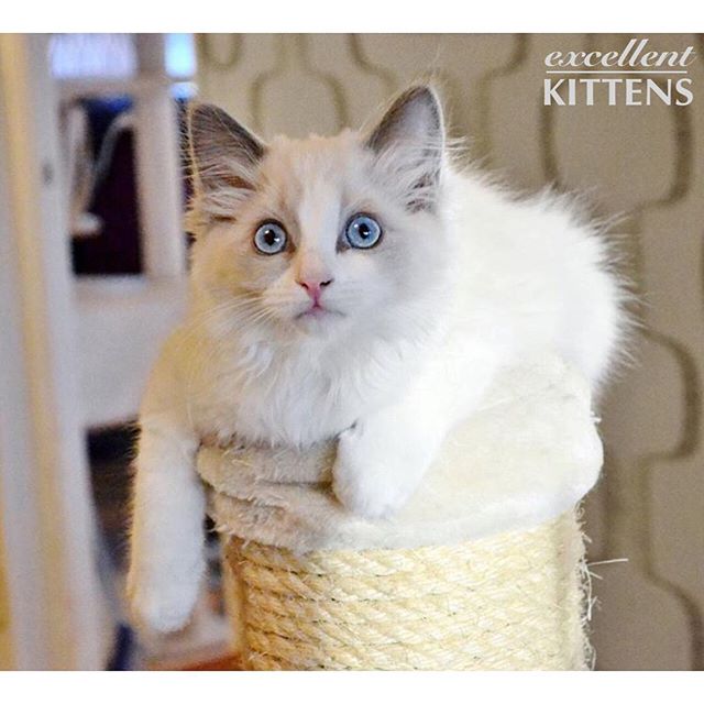 #cat rescues