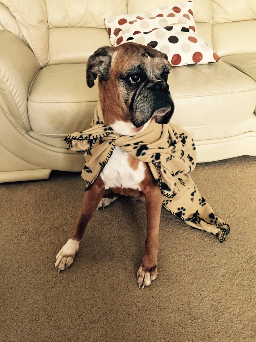 NaturePatrol's tweet photo. I've got my cape on. Off to see #BatmanvSuperman #SuperDog #DogsOfTwitter #DogsOfInstagram #BoxerDogs #SavingWorld https://t.co/epkVZxorxw