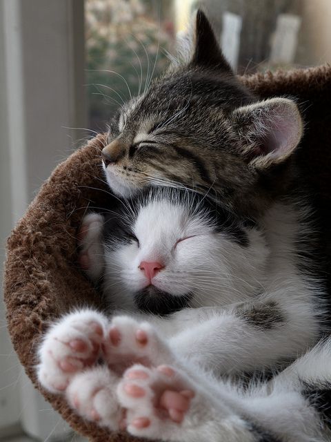 #Friends #Kittens #Love #Sisters #animals #cute #funny goo.gl/er2ODb #Pink Kitty feet Sleepy ...