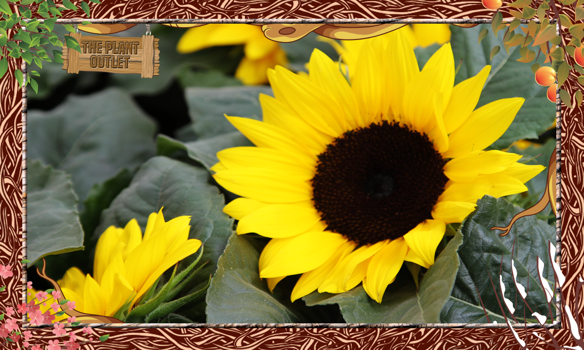 ThePlantOutlets's tweet photo. #DidYouKnow in the garden, the perfect complimentary colour to yellow is purple. #Essex #Flowers #Sunflowers https://t.co/kPicYB0z2O