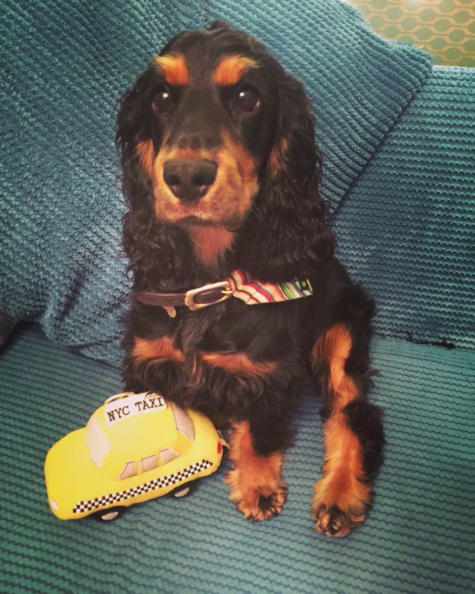 C_henderson10's tweet photo. Cuddles with Nala this weekend can't come quick enough! #cockerspaniel #Nala #puppy #FridayFeeling #boozefree https://t.co/GMmdph2JnT