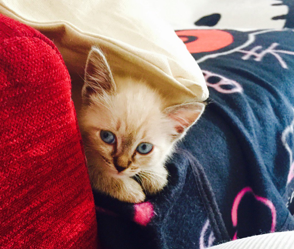 mfinet's tweet photo. #buzzmypet ecco la mia Maggie https://t.co/9w5otEl5AH