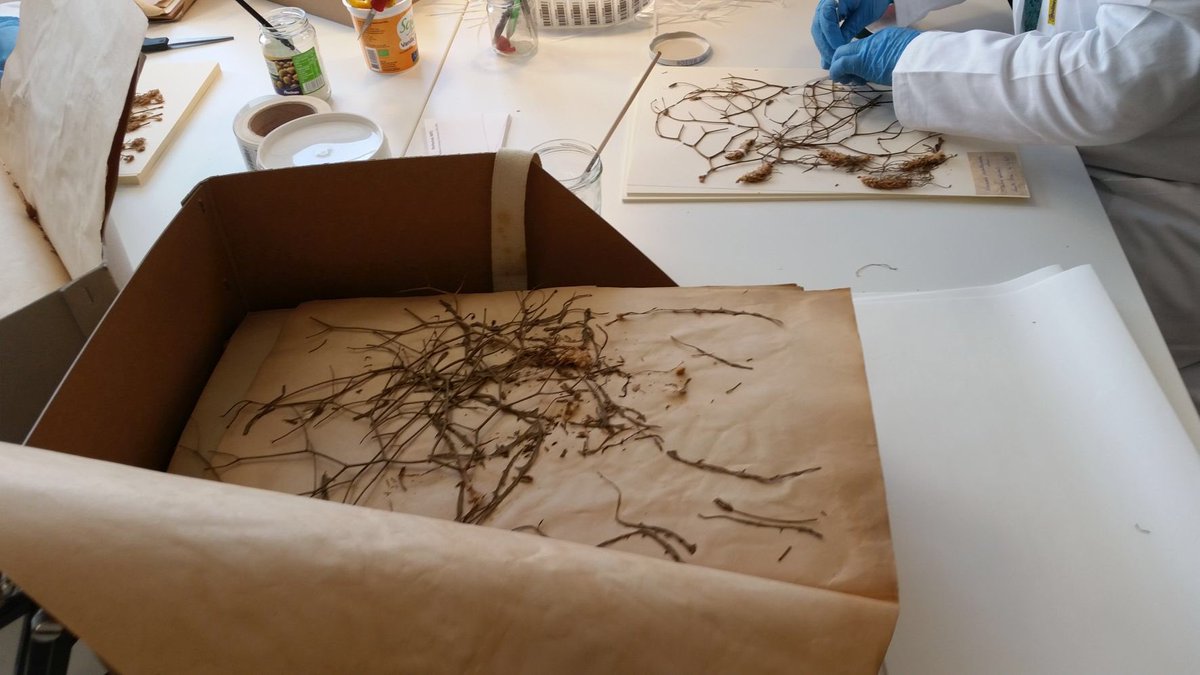 umontpellier's tweet photo. #futureMW Le projet #eReColNat : 1 million de planches d’herbiers des collections de l’ #UM à numériser #MuseumWeek https://t.co/nVq6KyAYCM