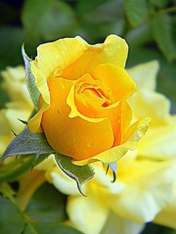 Too beautiful for words.            Goodnight all. 🍃🍃💛🍃🍃